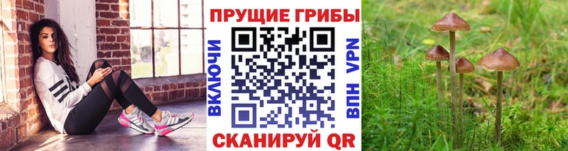 это наркотические препараты  Кандалакша  Псилоцибиновые грибы Psilocybine cubensis 